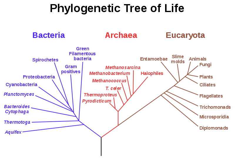 Exemplo de Árvore Filogenética