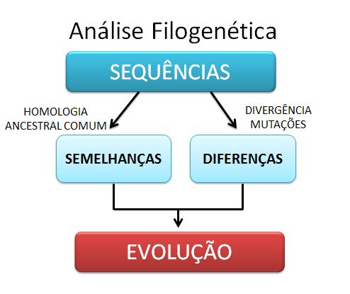 Explicação do funcionamento evolutivo de uma árvore filogenética