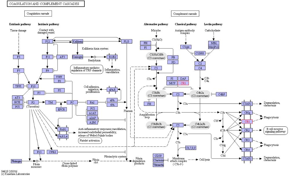 https://www.genome.jp/tmp/mark_pathway147751707175130/ko04610.png