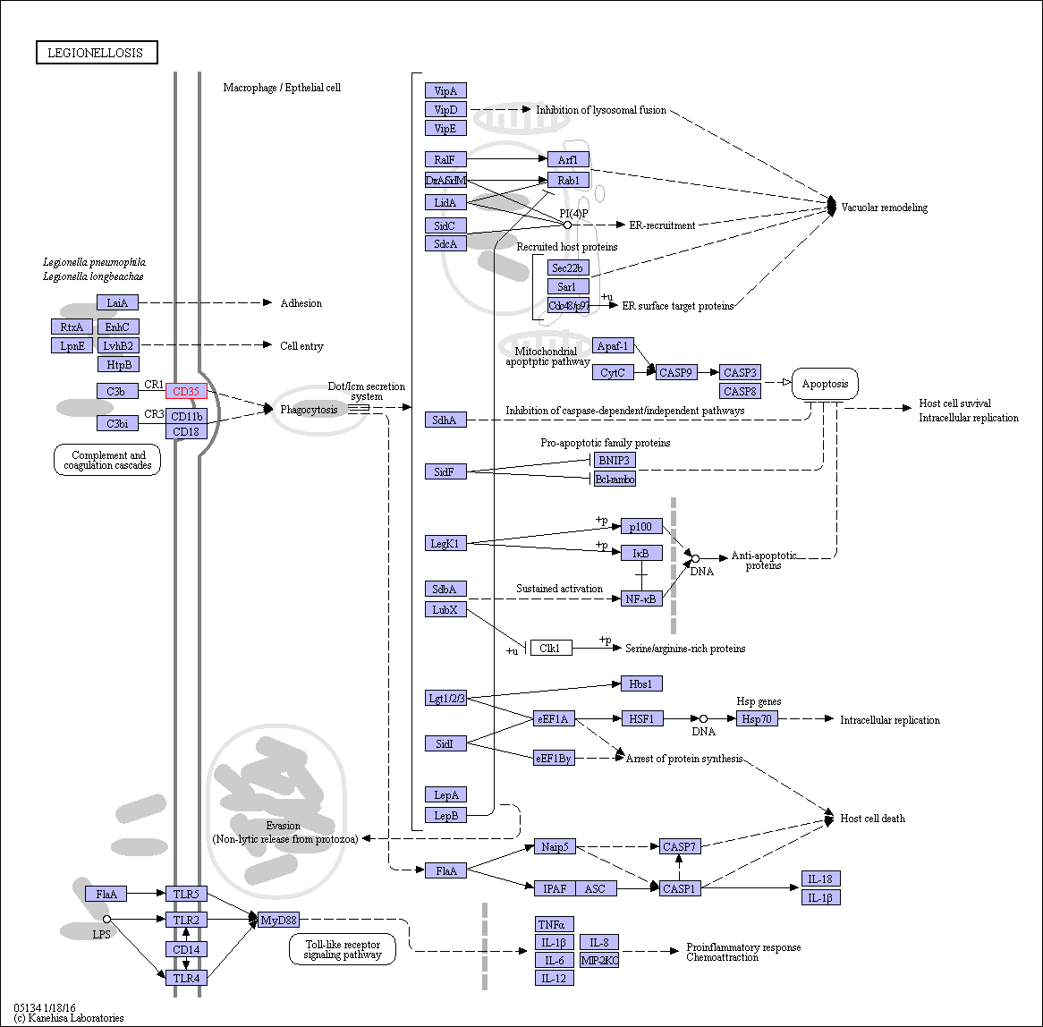 https://www.genome.jp/tmp/mark_pathway1477517782132509/ko05134.png