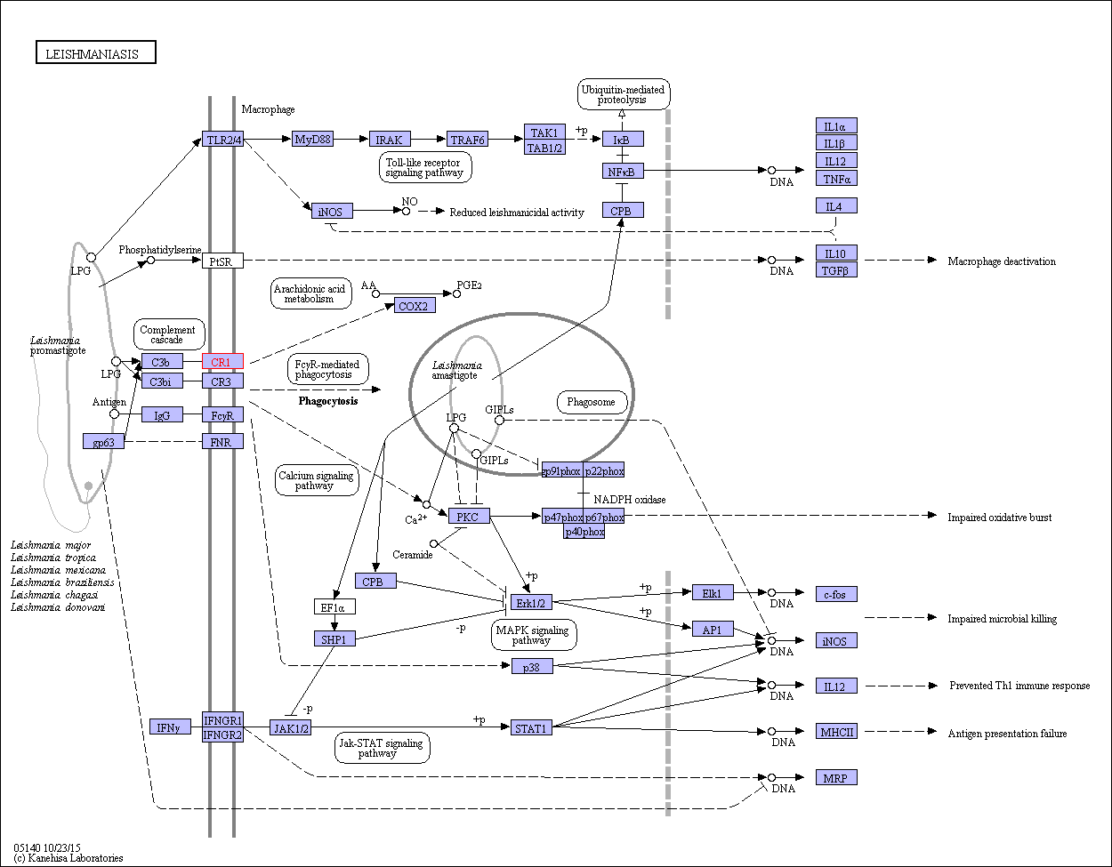 https://www.genome.jp/kegg-bin/show_pathway?ko05140+K04011