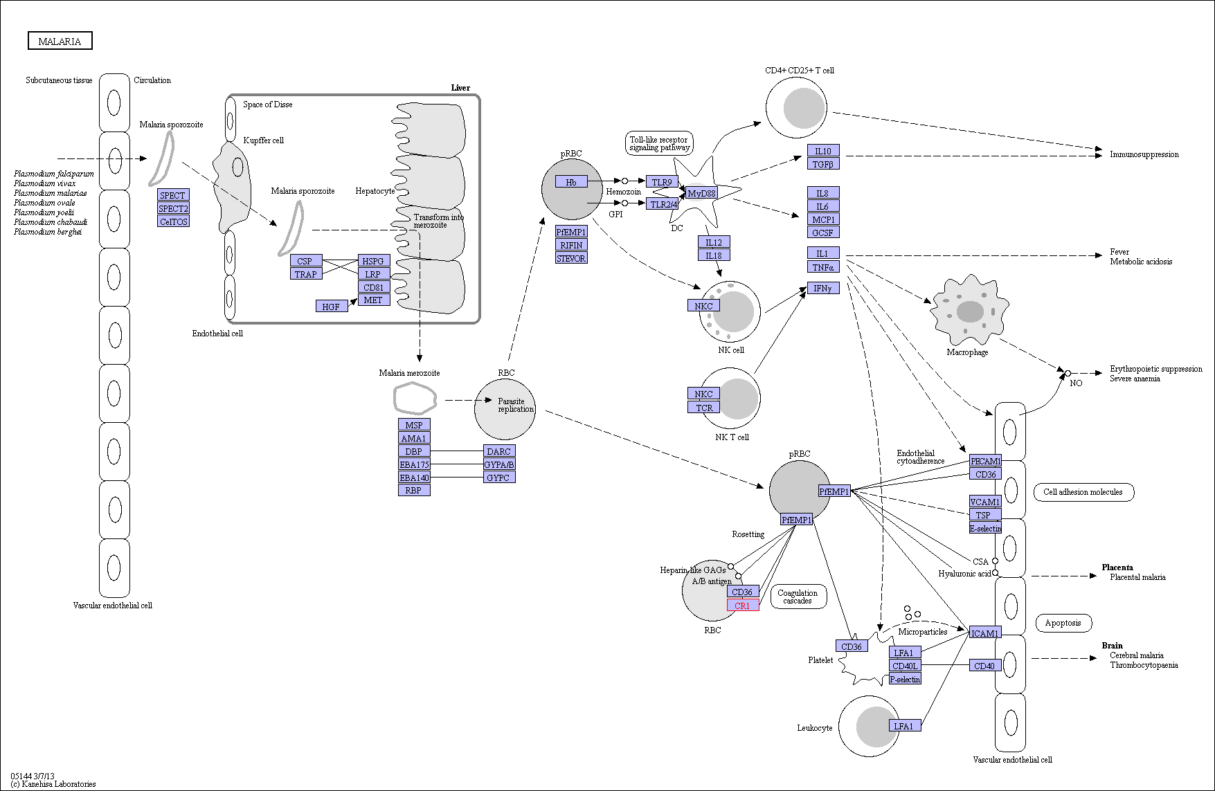 https://www.genome.jp/kegg-bin/show_pathway?ko05144+K04011