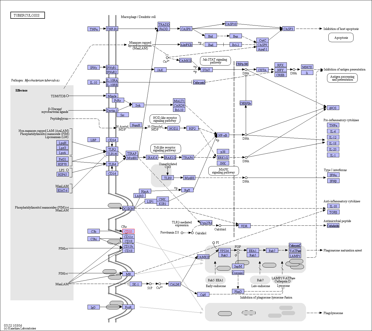 https://www.genome.jp/kegg-bin/show_pathway?ko05152+K04011